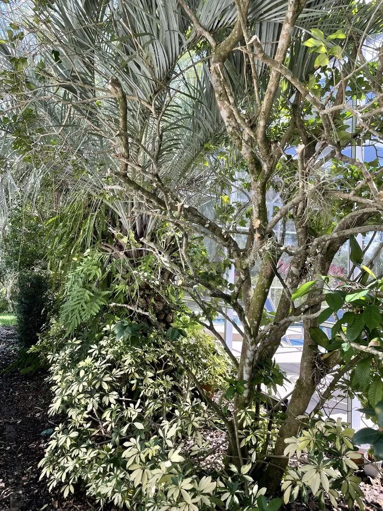 Local outdoor landscaping in Bradenton, FL - Green's Tree & Landscape