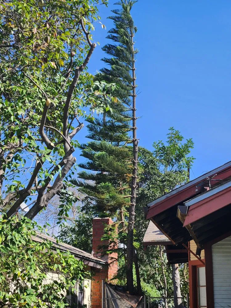 Reliable landscape installation for outdoor upgrades in South Gate, CA by Green's Tree & Landscaping Care