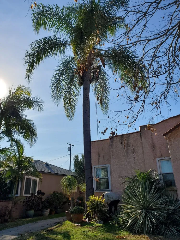 Top-rated landscape installation experts serving South Gate, CA - Green's Tree & Landscaping Care