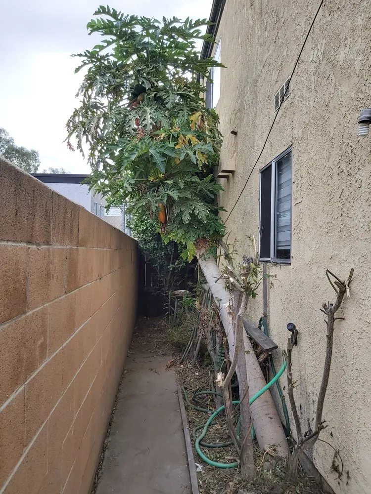 Professional landscaping services in South Gate, CA - Green's Tree & Landscaping Care