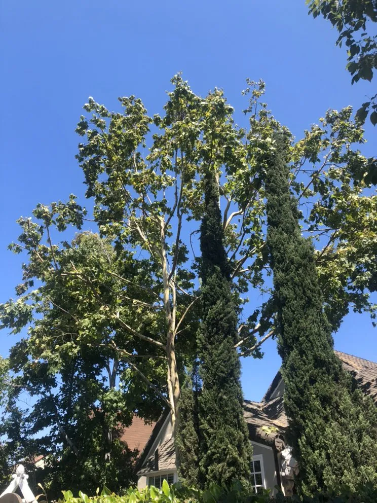 Trusted residential landscaping in South Gate, CA by Green's Tree & Landscaping Care