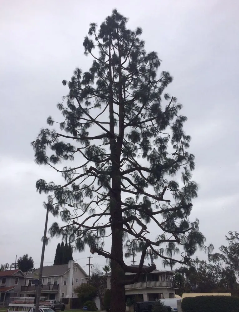 Top-rated outdoor landscaping for year-round maintenance across South Gate, CA - Green's Tree & Landscaping Care