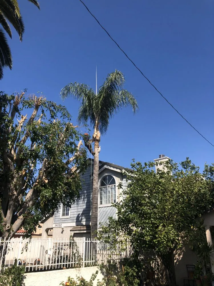 Professional landscape design in South Gate, CA - Green's Tree & Landscaping Care