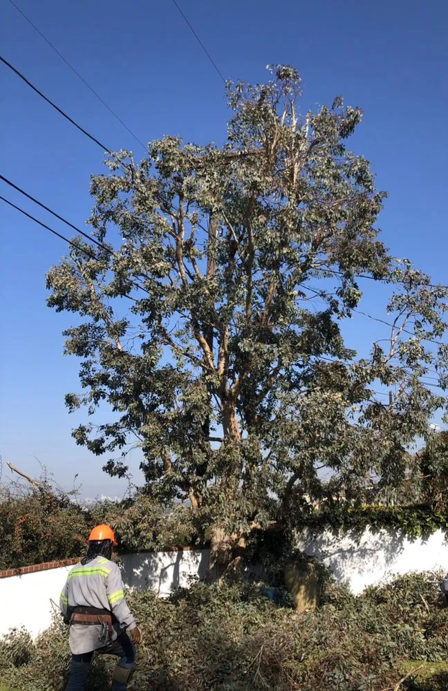 Top-rated landscape installation for year-round maintenance across South Gate, CA - Green's Tree & Landscaping Care