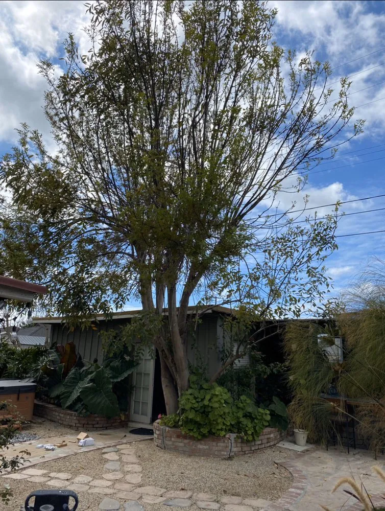 Local lawn mowing service in South Gate, CA by Green's Tree & Landscaping Care