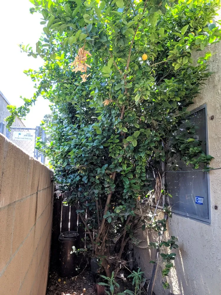 Top-rated yard maintenance for residential properties across South Gate, CA - Green's Tree & Landscaping Care