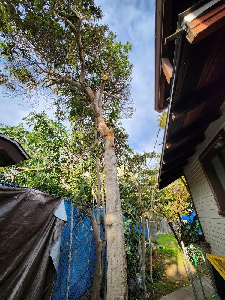 Custom garden landscaping near you across South Gate, CA - Green's Tree & Landscaping Care