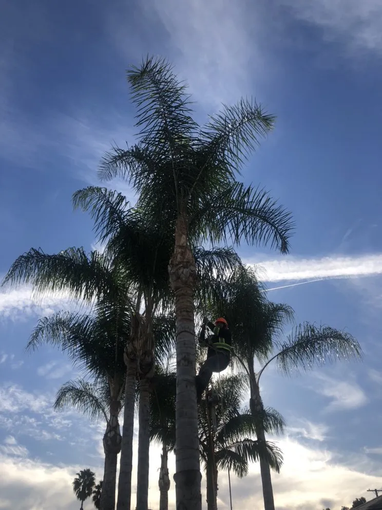 Top-rated landscape design for beautiful yards in South Gate, CA by Green's Tree & Landscaping Care