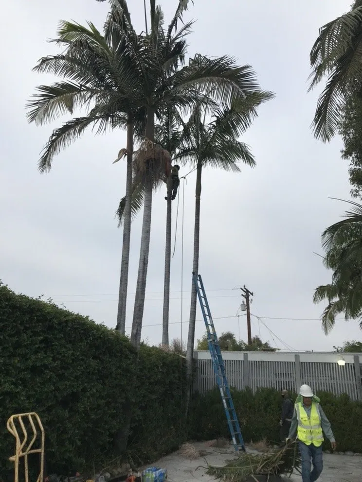 Top-rated landscaping services experts serving South Gate, CA - Green's Tree & Landscaping Care