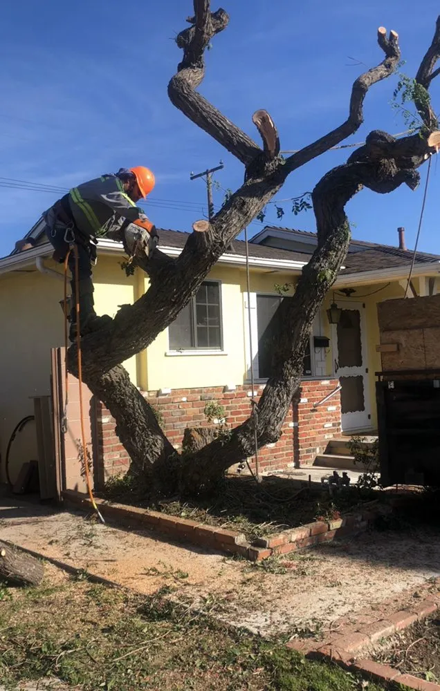 Affordable landscape design in South Gate, CA - Green's Tree & Landscaping Care