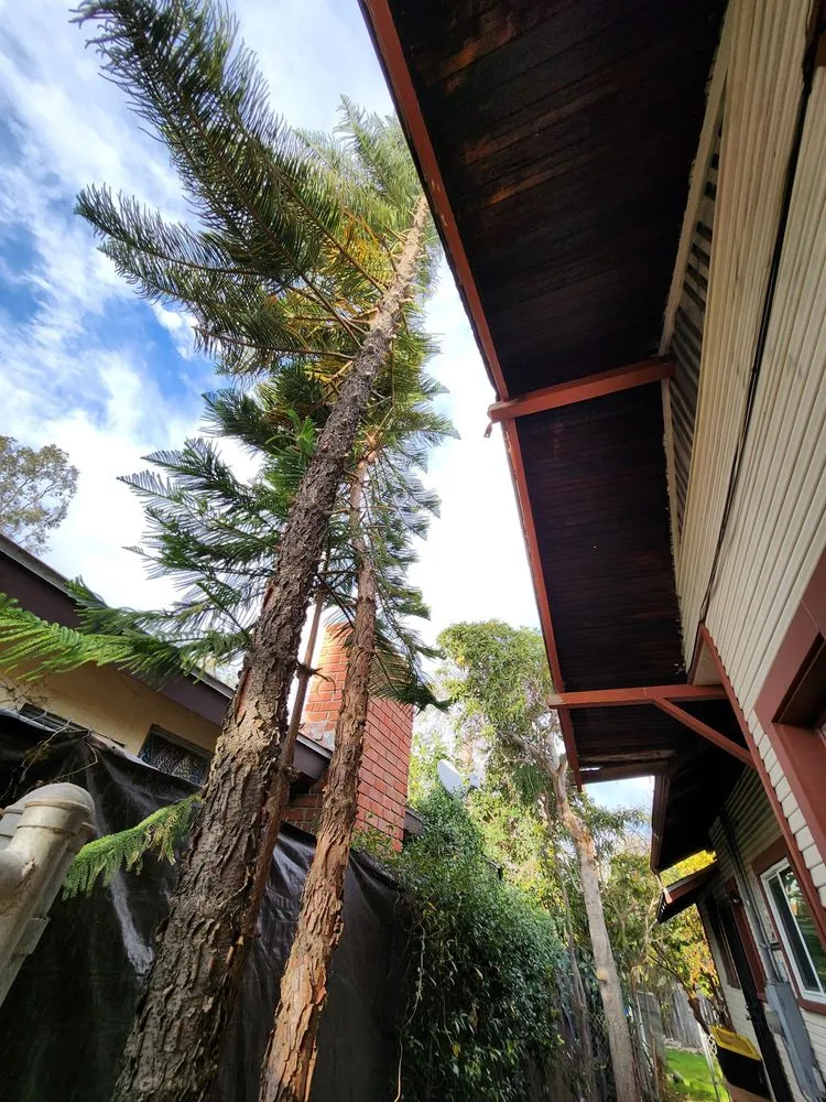 Reliable landscaping services in South Gate, CA by Green's Tree & Landscaping Care