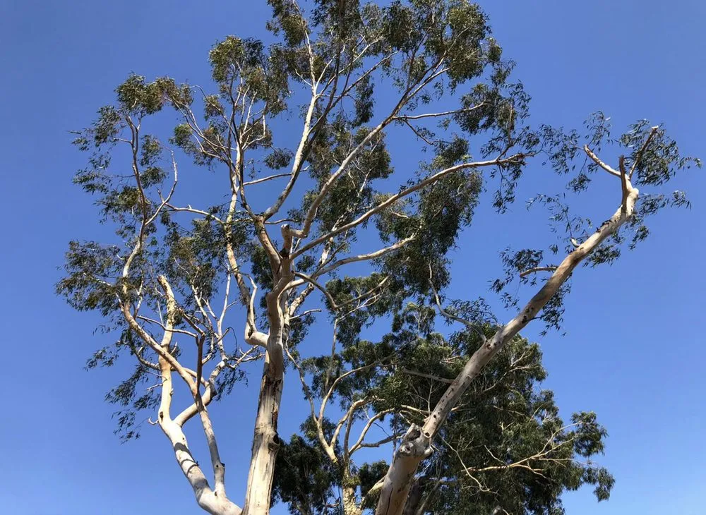 Custom yard cleanup service with custom design across South Gate, CA - Green's Tree & Landscaping Care