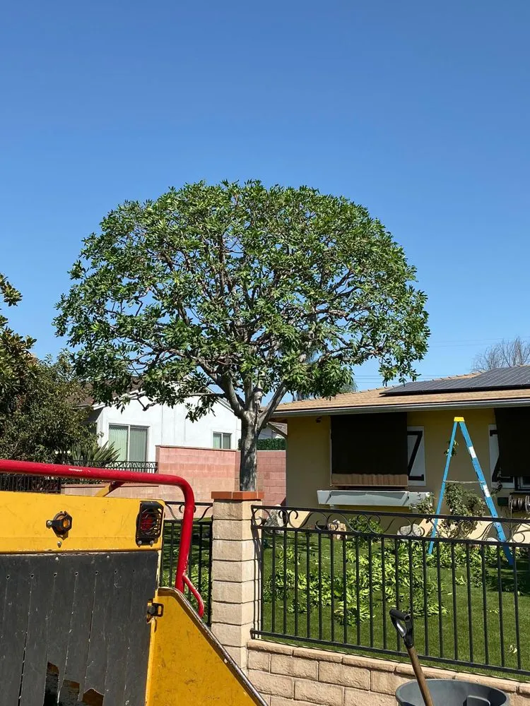 Top-rated outdoor landscaping in South Gate, CA by Green's Tree & Landscaping Care