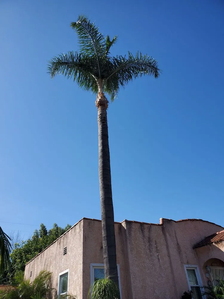 Local lawn care service in South Gate, CA by Green's Tree & Landscaping Care