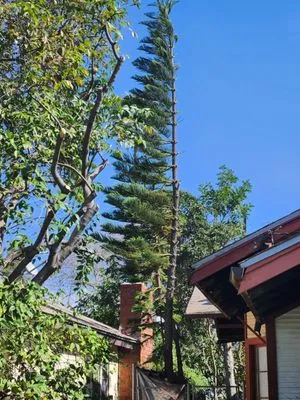 Green's Tree & Landscaping Care