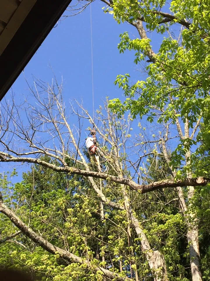 Trusted landscaping services for residential properties in Jim Thorpe, PA by Greens Tree Service