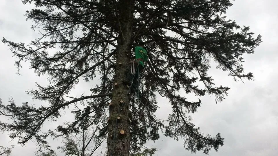 Affordable landscape installation in Jim Thorpe, PA - Greens Tree Service