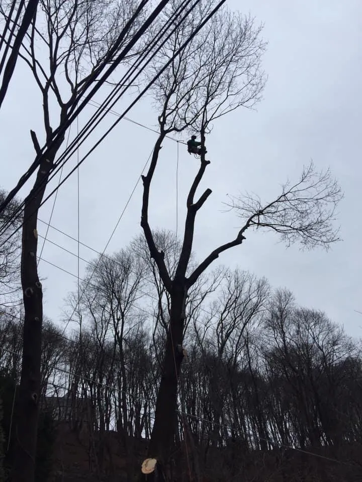 Reliable landscape installation experts serving Jim Thorpe, PA - Greens Tree Service