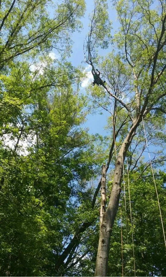 Local lawn mowing service in Jim Thorpe, PA - Greens Tree Service