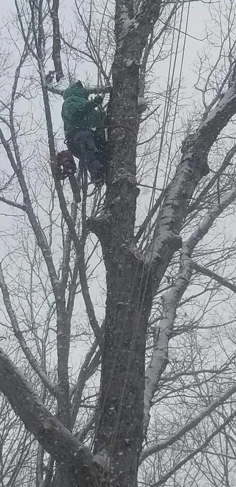 Expert residential landscaping for residential properties across Jim Thorpe, PA - Greens Tree Service