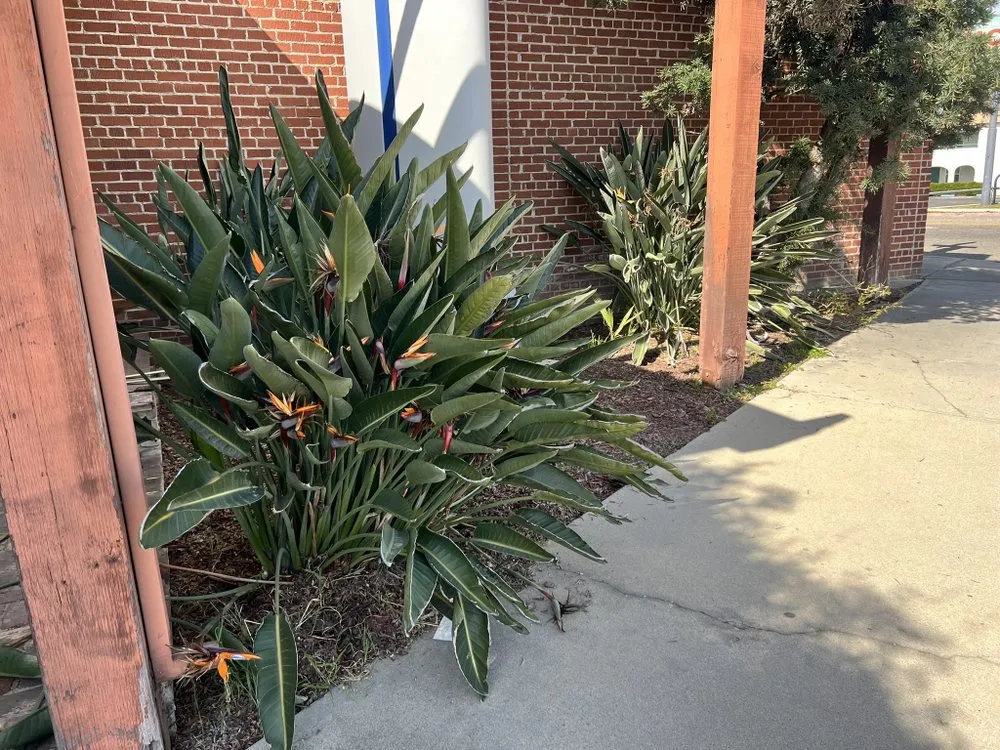 Trusted landscape design for beautiful yards in Goshen, CA by GreenSaver LawnCare