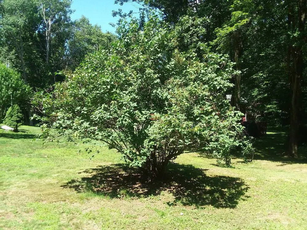 Expert lawn care service experts serving Waterbury, CT - Greenscape General Maintenance Services