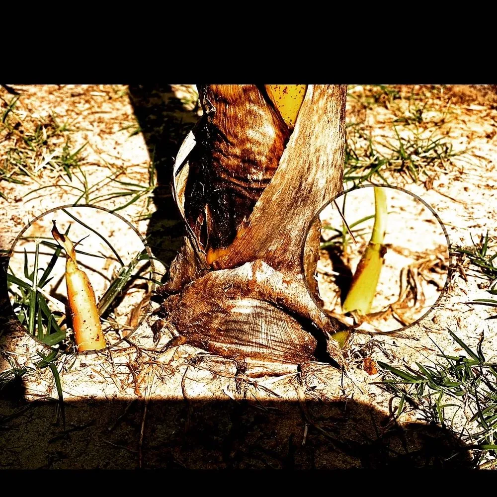 Local landscape design in Conroe, TX - Greenscape Innovations