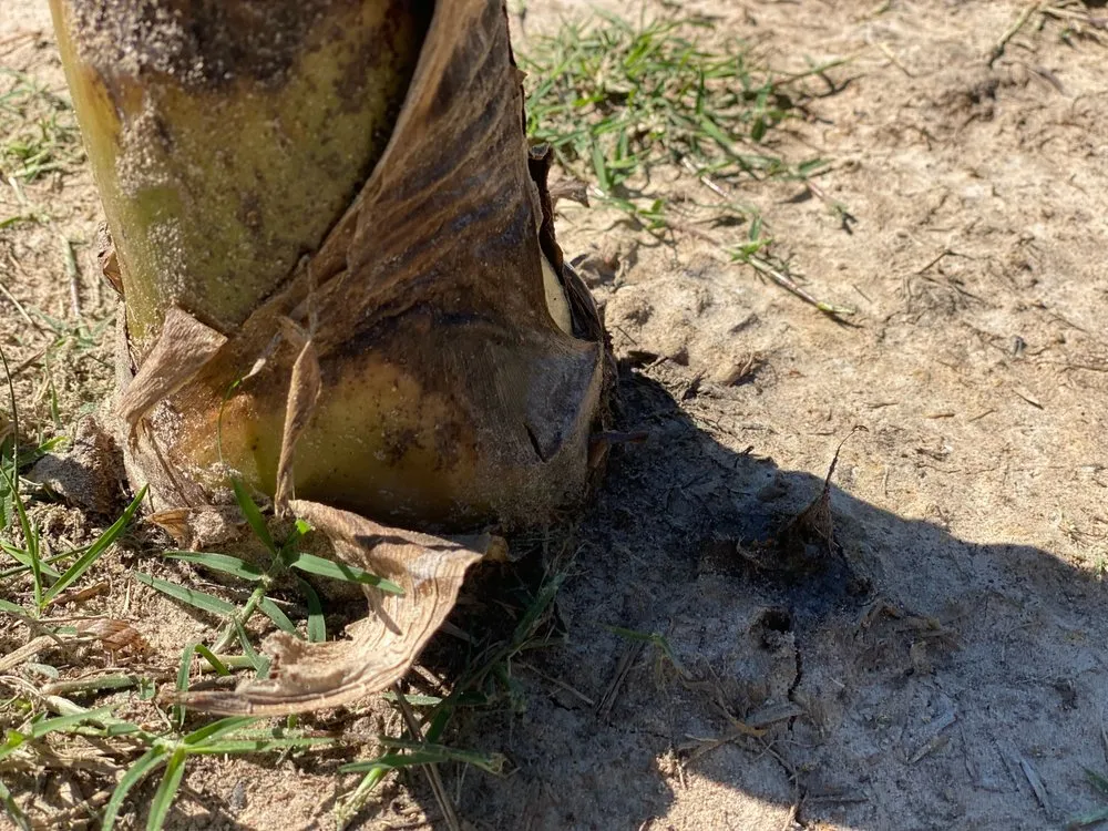 Local lawn care service near you in Conroe, TX by Greenscape Innovations