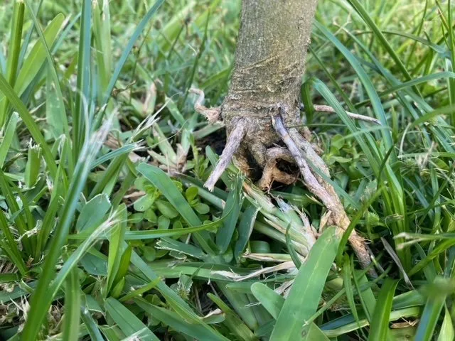 Local garden landscaping in Conroe, TX by Greenscape Innovations