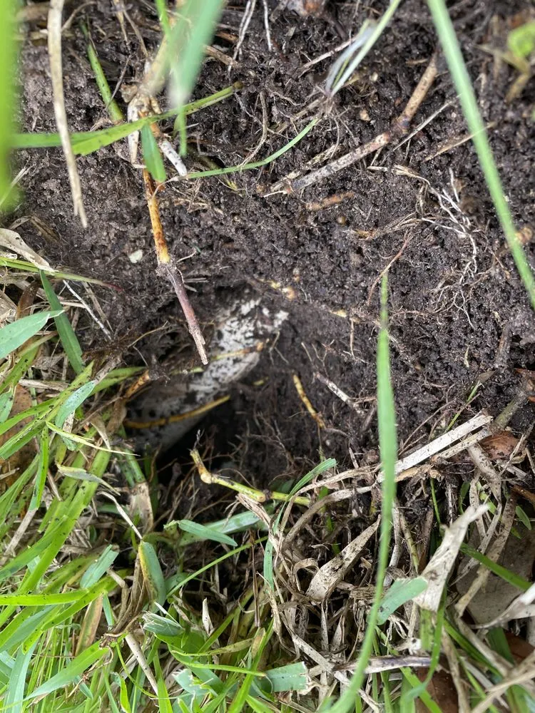 Top-rated yard cleanup service for year-round maintenance in Conroe, TX by Greenscape Innovations