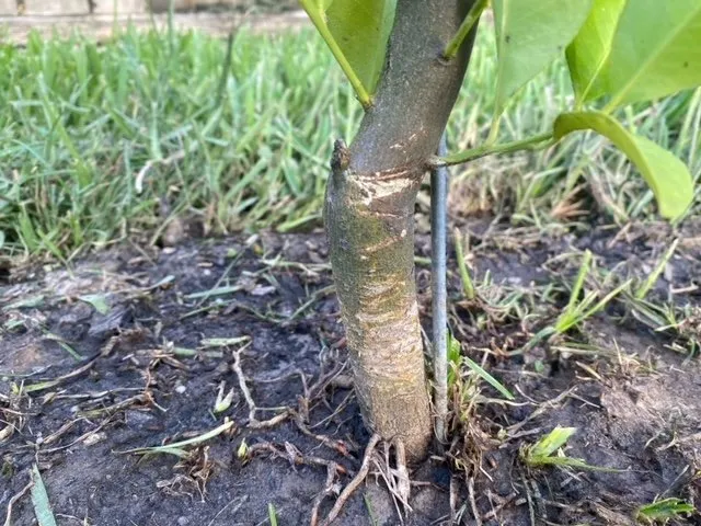 Trusted landscaping services in Conroe, TX by Greenscape Innovations