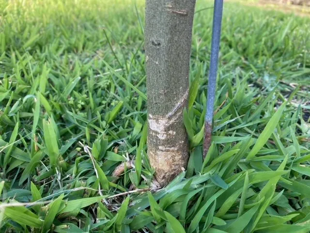 Reliable landscape installation with custom design across Conroe, TX - Greenscape Innovations