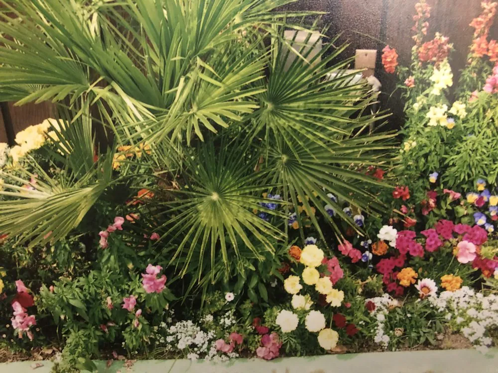 Professional outdoor landscaping for year-round maintenance in Cathedral City, CA by Greenscape Landscape