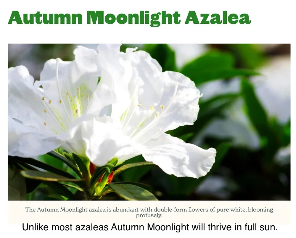 Trusted lawn care service with custom design across Andalusia, AL - Greenscape Landscaping By Design