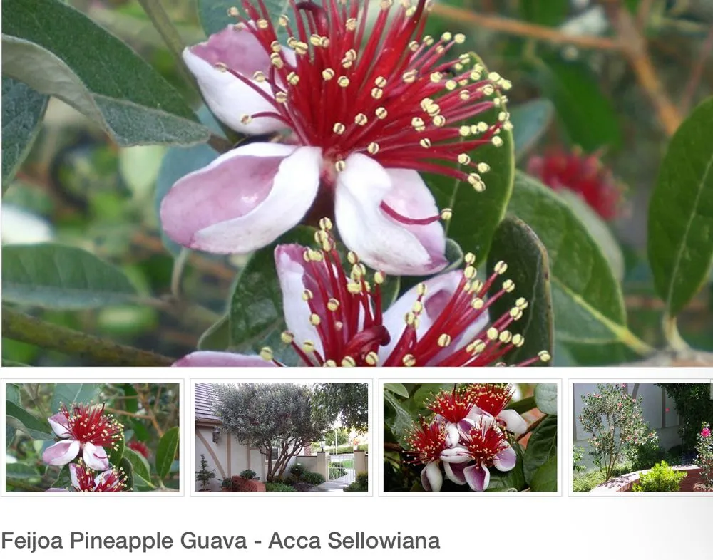 Affordable landscape design experts serving Andalusia, AL - Greenscape Landscaping By Design