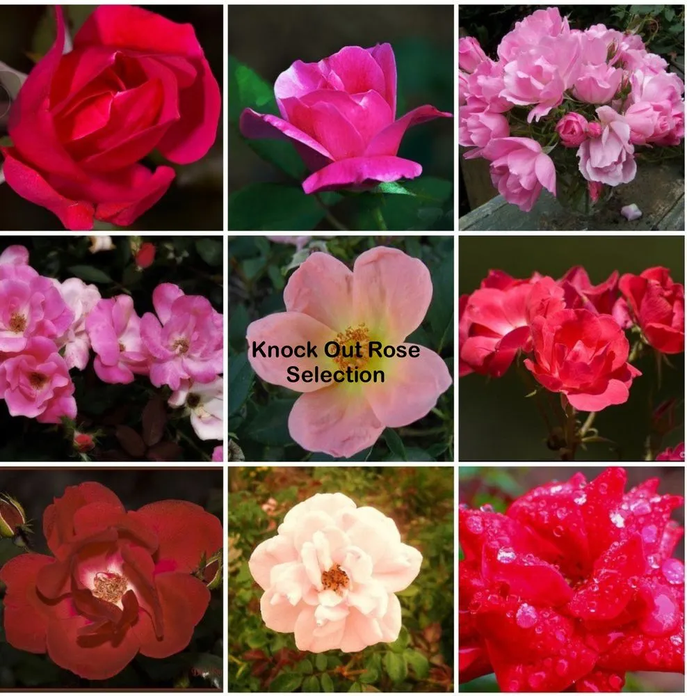 Top-rated residential landscaping experts serving Andalusia, AL - Greenscape Landscaping By Design