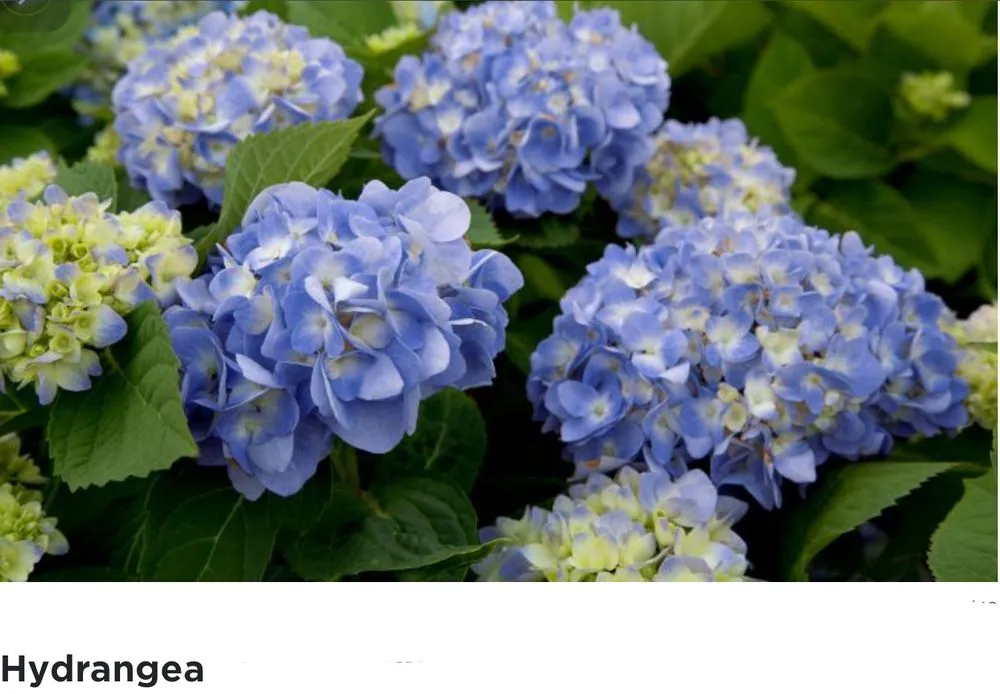 Expert garden landscaping for residential properties across Andalusia, AL - Greenscape Landscaping By Design