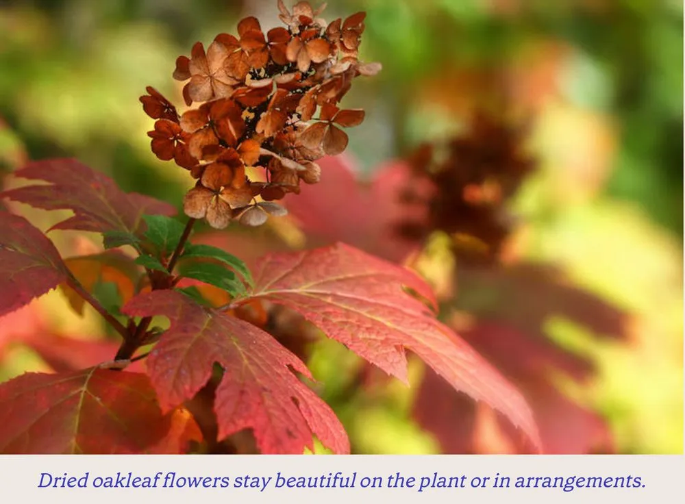 Top-rated garden landscaping in Andalusia, AL - Greenscape Landscaping By Design