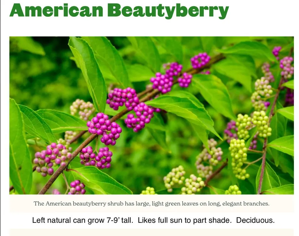 Reliable yard cleanup service for residential properties across Andalusia, AL - Greenscape Landscaping By Design