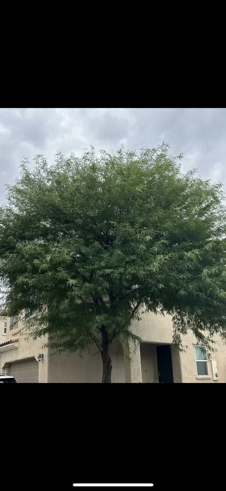 Local lawn care service in Las Vegas, NV - Greenscape