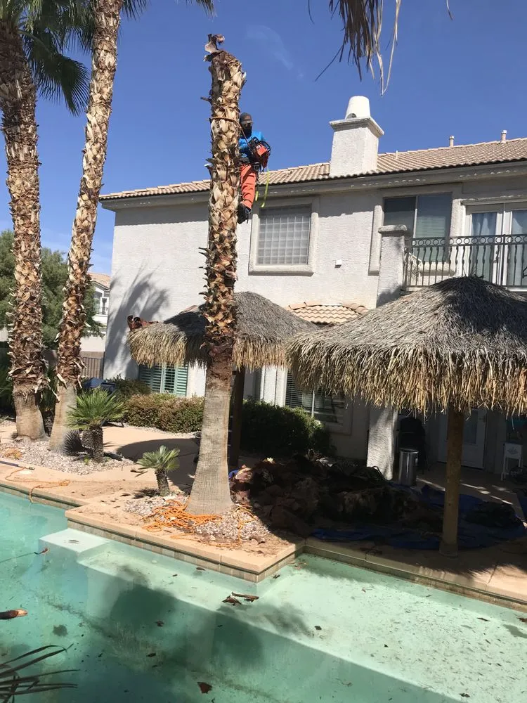 Expert lawn care service in Las Vegas, NV by Greenscape