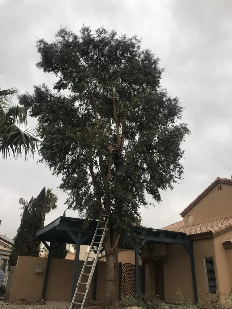 Local yard maintenance in Las Vegas, NV - Greenscape