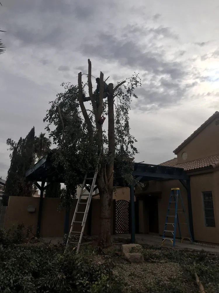 Professional residential landscaping experts serving Las Vegas, NV - Greenscape