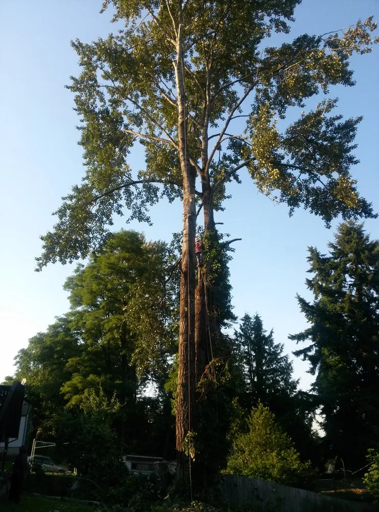 Professional yard maintenance in SeaTac, WA - Greenscape Lawn and Property Care