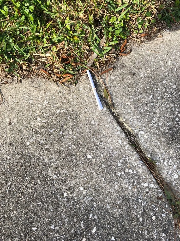 Expert outdoor landscaping near you across Edgewater, FL - Greenscape Outdoor Services