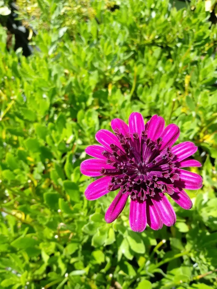 Professional lawn care service for outdoor upgrades across Springfield, MI - Greenscape Services