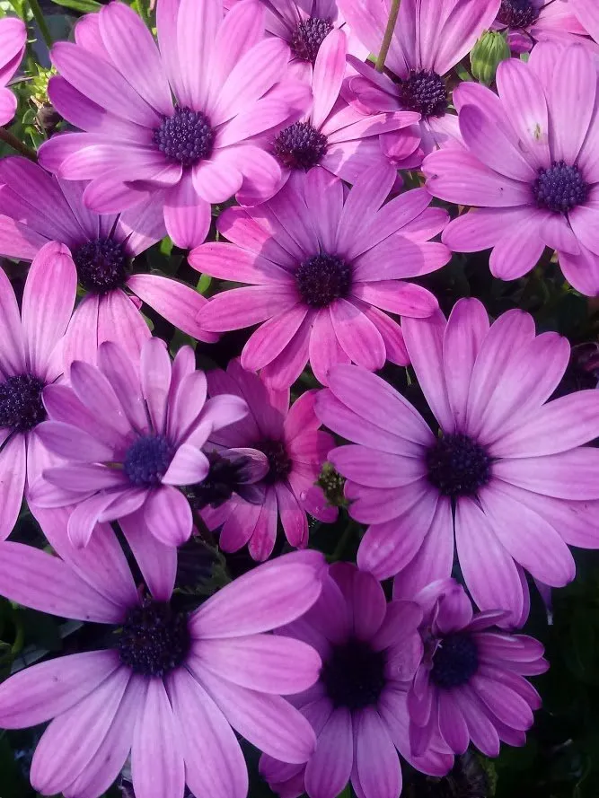 Professional lawn mowing service in Springfield, MI by Greenscape Services