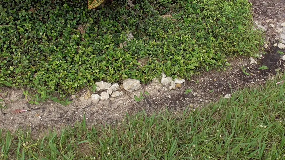 Expert landscape design for residential properties in Fort Myers, FL by Greenscapes