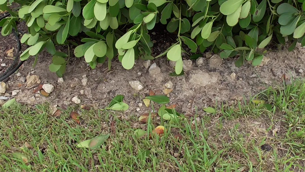 Custom outdoor landscaping experts serving Fort Myers, FL - Greenscapes