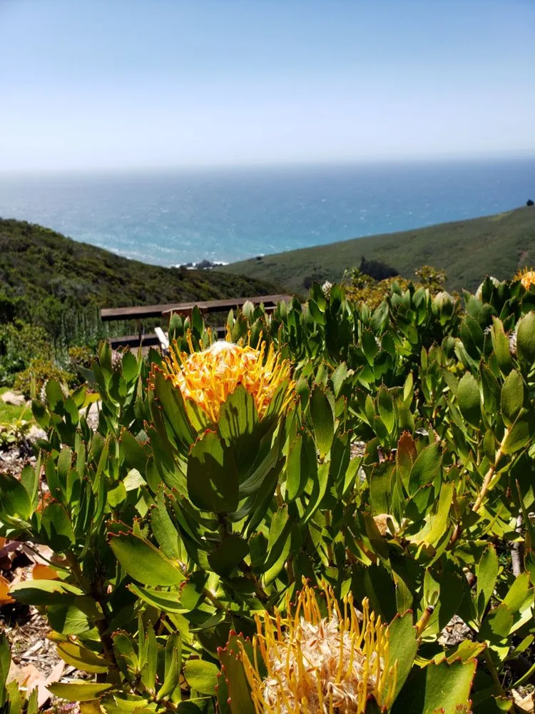 Custom yard cleanup service experts serving Salinas, CA - GreenScapes Landscape Maintenance